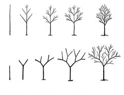 Bomen tekenen